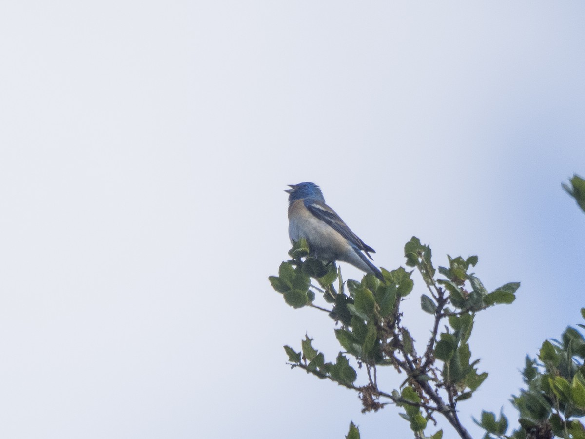 Lazuli Bunting - Steven Hunter