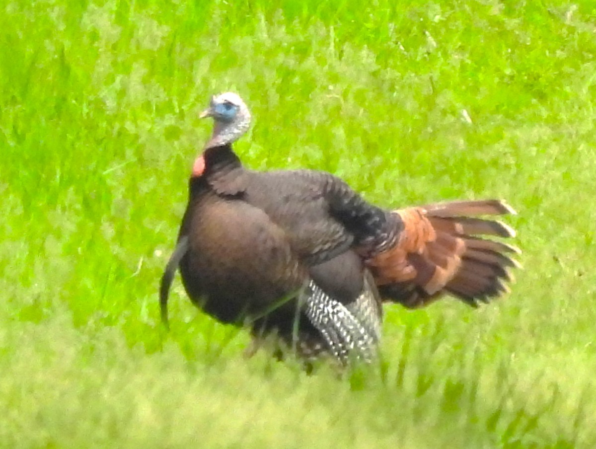 Wild Turkey - Paul McKenzie