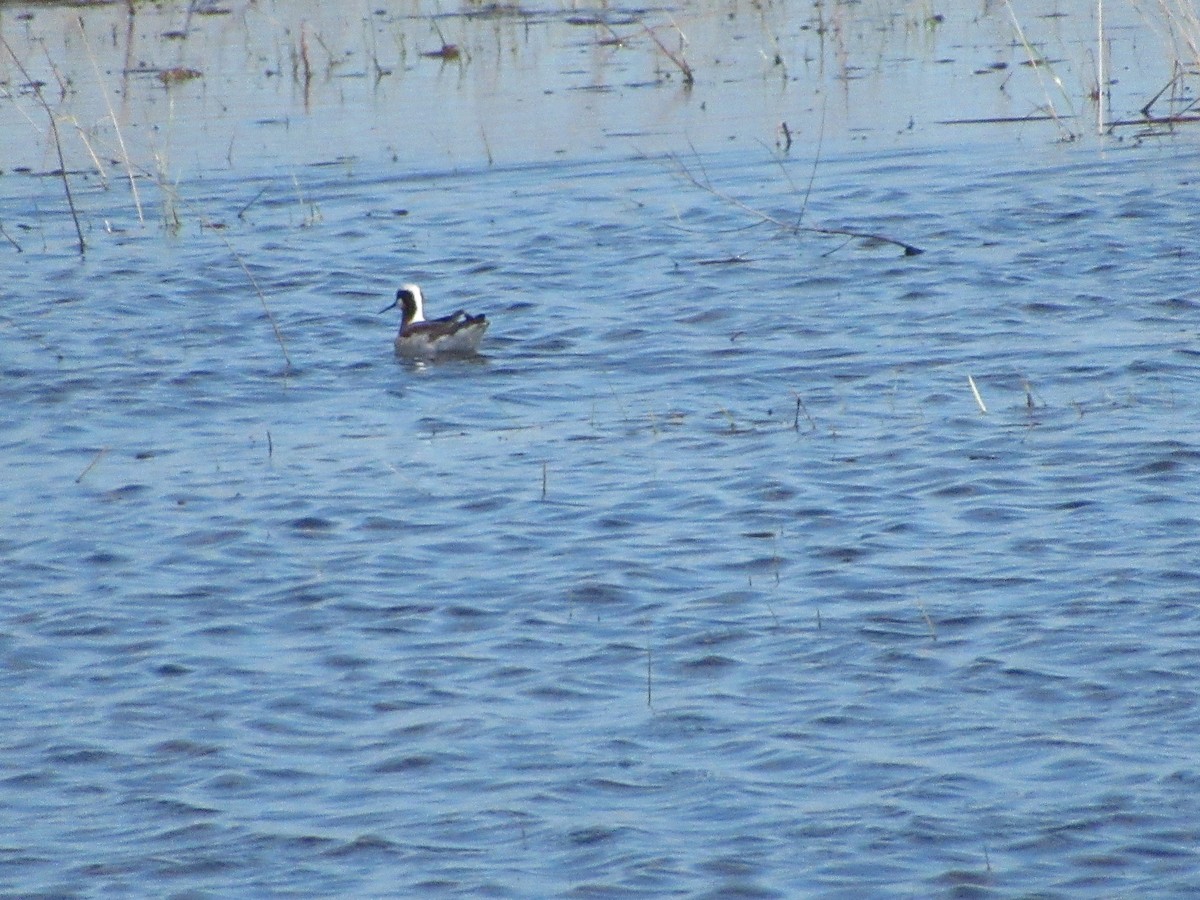 Wilson's Phalarope - Christine Whittet