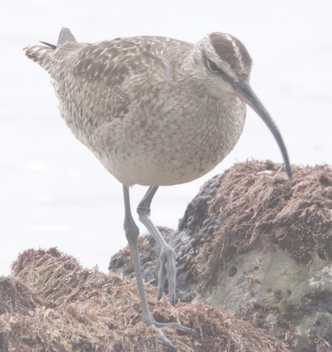 Whimbrel - Barry Spolter
