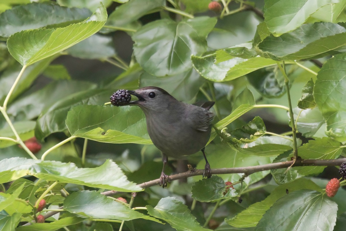 Gray Catbird - Kyle Bess