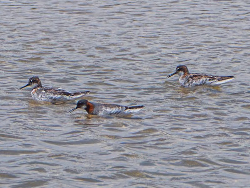 Red-necked Phalarope - Kurt Buzard