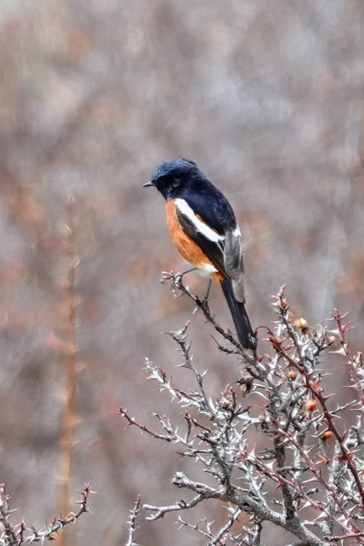 White-throated Redstart - ML618536594