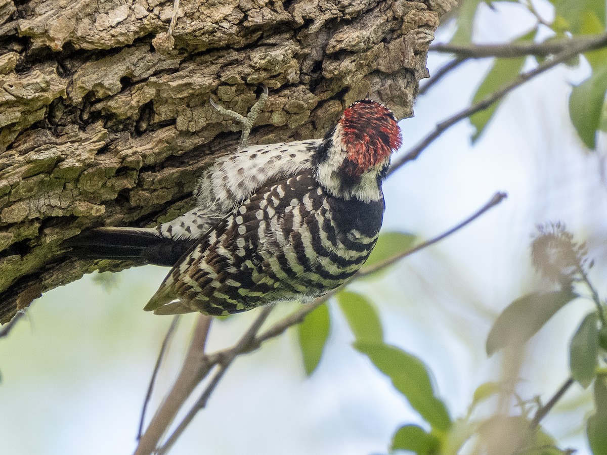 Nuttall's Woodpecker - ML618536595