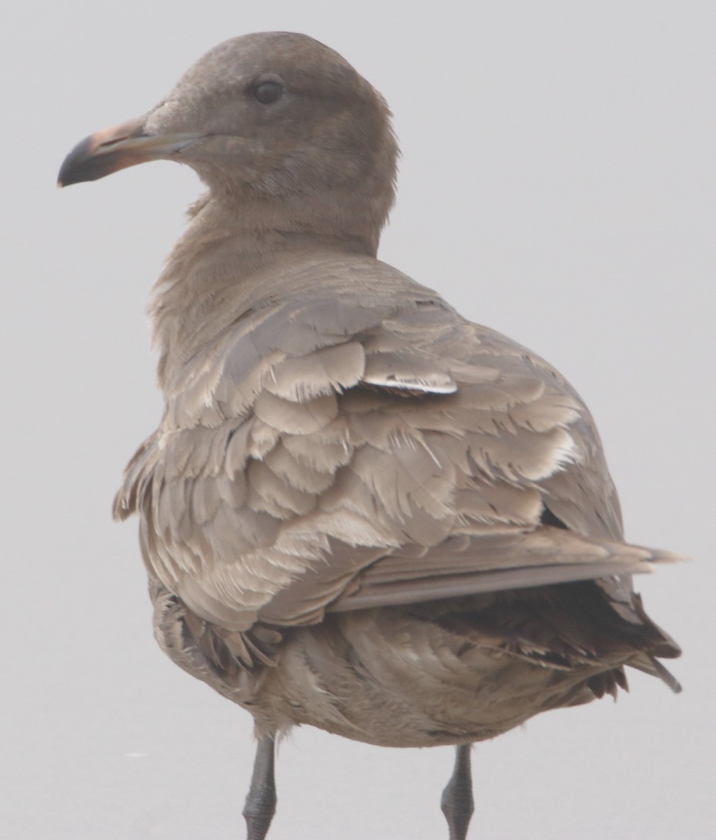 Gaviota Mexicana - ML618536596