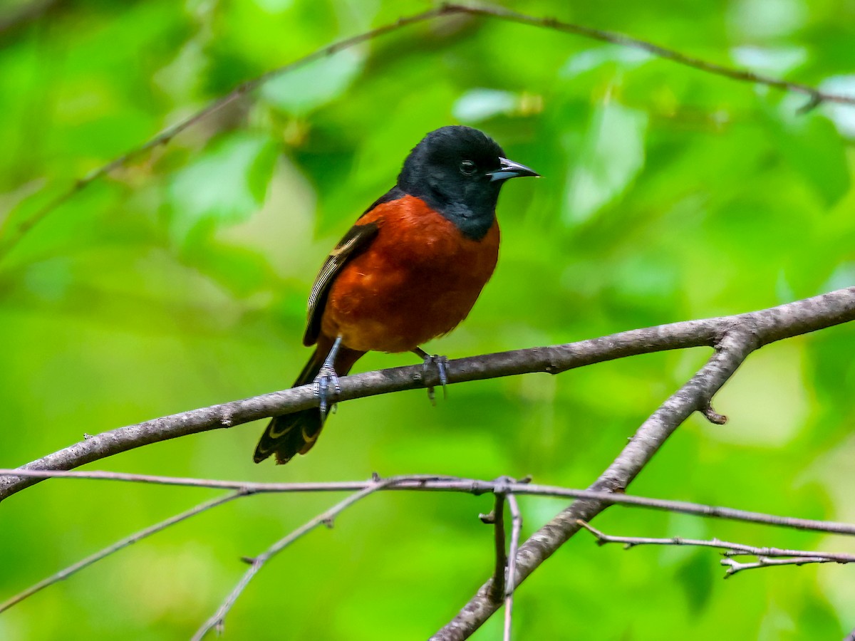 Orchard Oriole - ML618536611