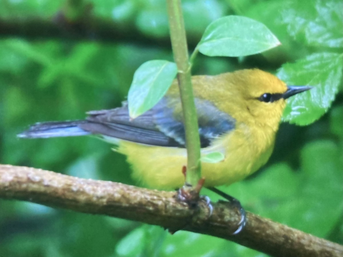 Blue-winged Warbler - ML618536612