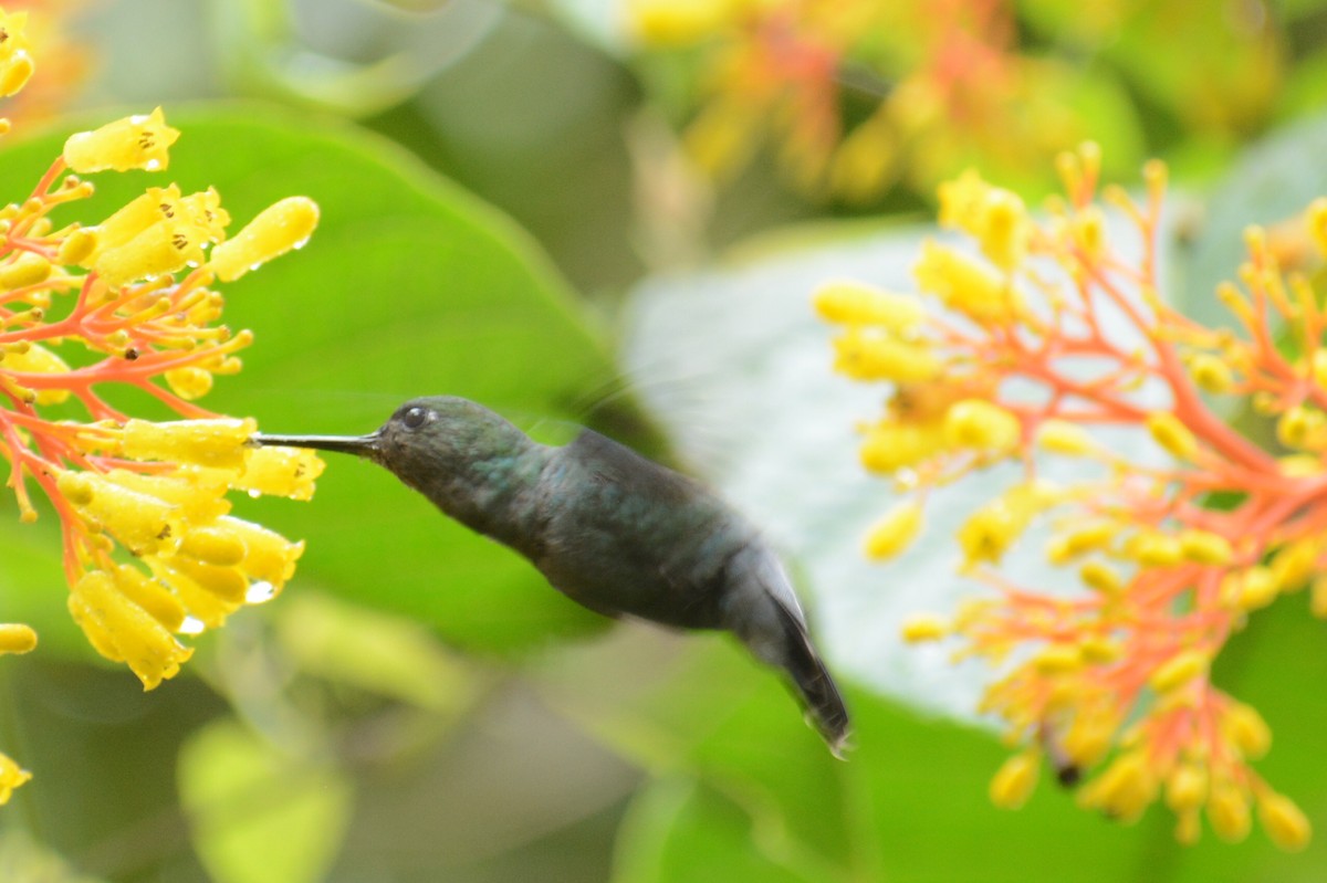 Blue-fronted Lancebill - Diego Piñán