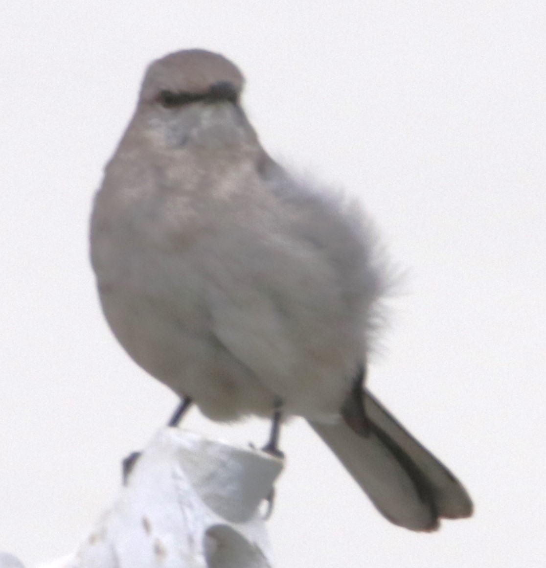 Northern Mockingbird - ML618536632