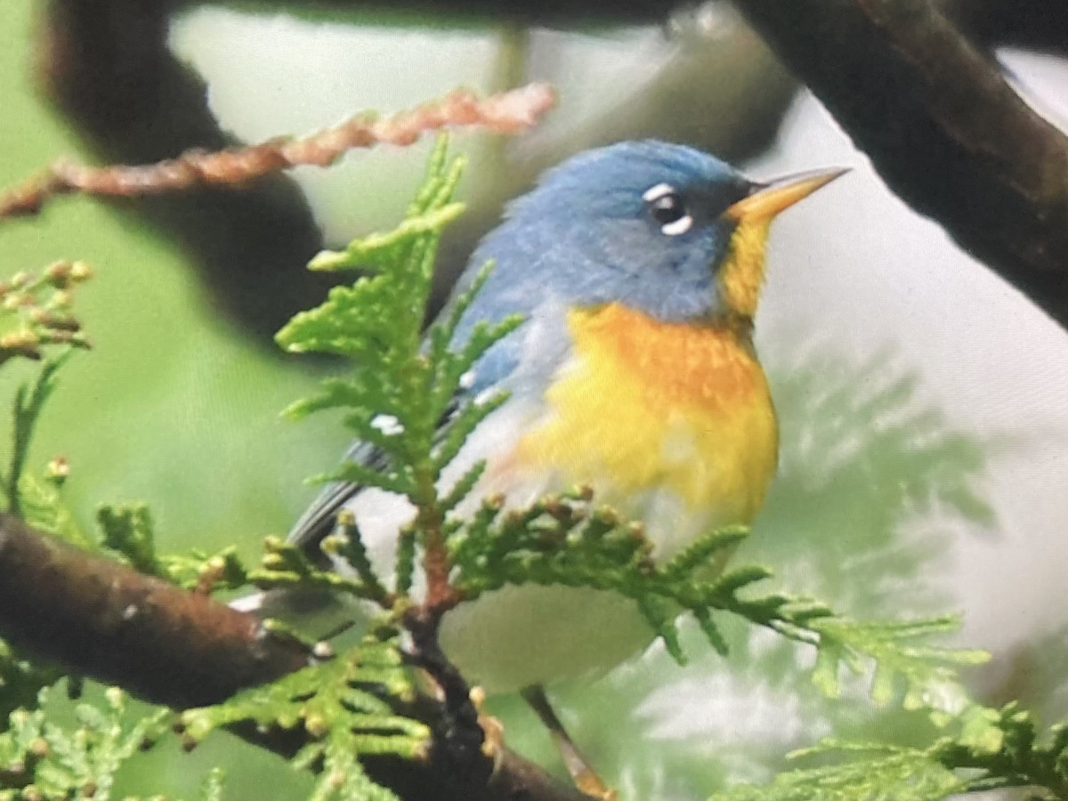 Northern Parula - ML618536636