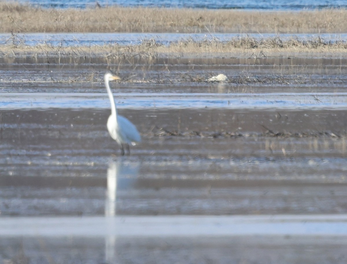 Great Egret - ML618536639