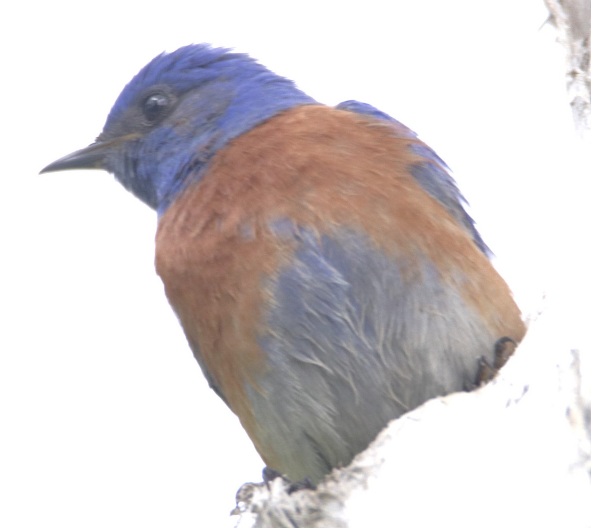 Western Bluebird - ML618536641