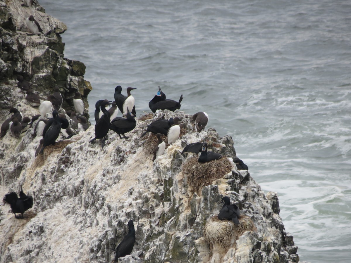 Brandt's Cormorant - ML618536642