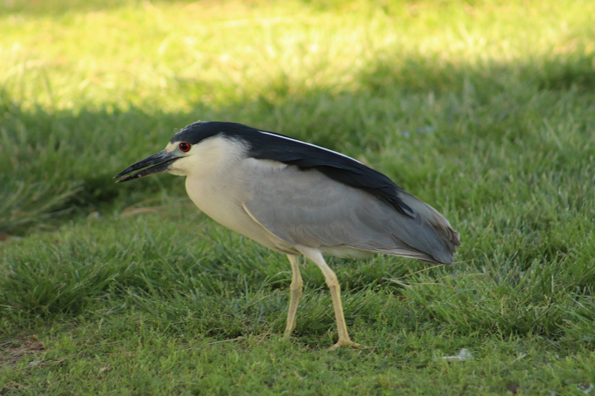 Black-crowned Night Heron - Jacob Cano