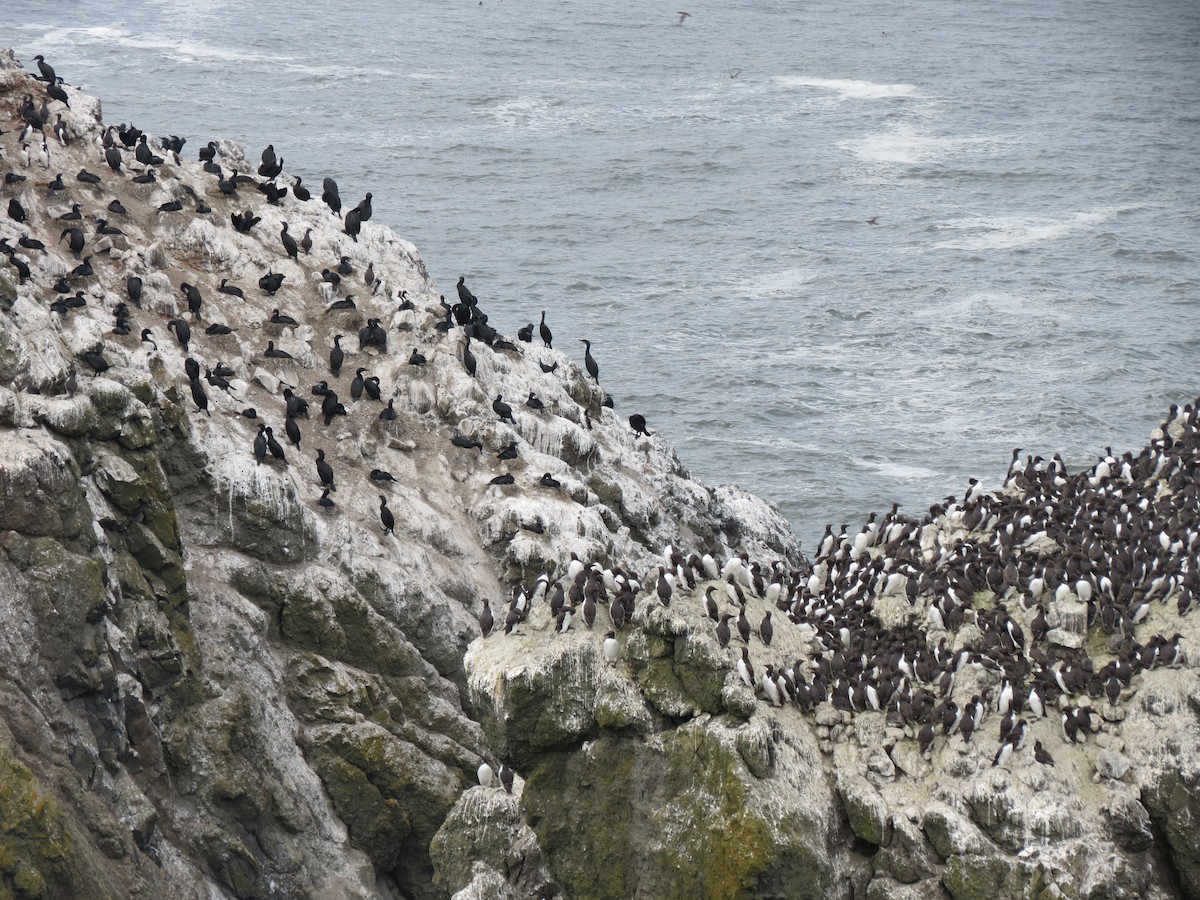 Brandt's Cormorant - ML618536653