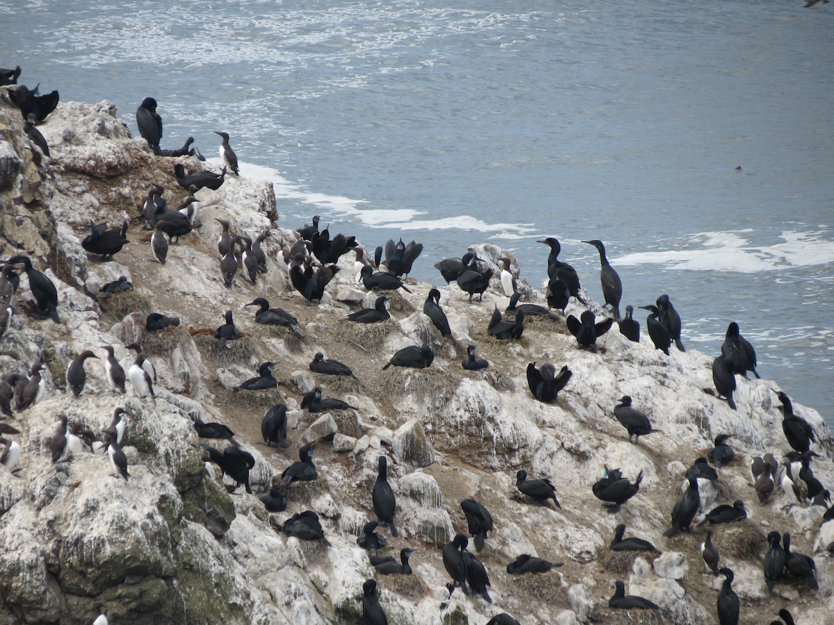 Brandt's Cormorant - ML618536668