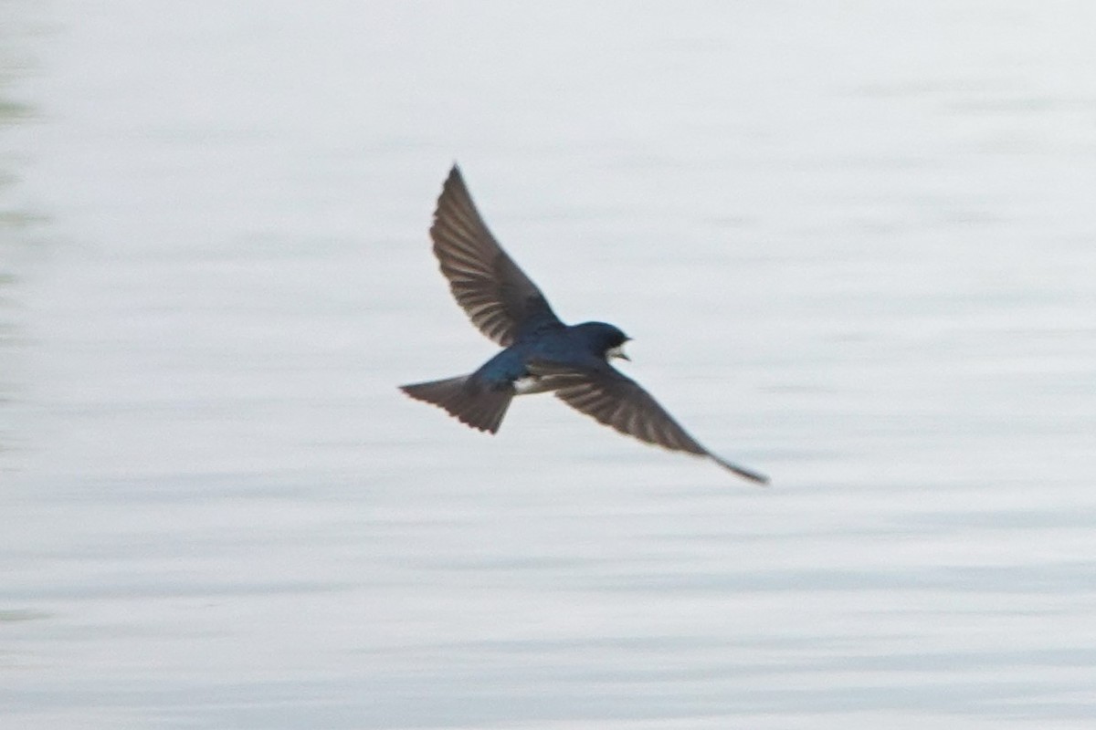 Golondrina Bicolor - ML618536690