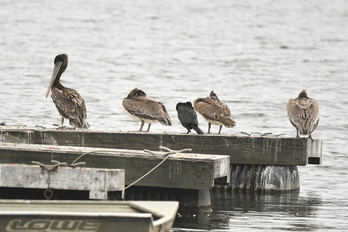 Brown Pelican - ML618536709