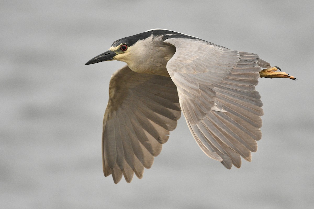 Black-crowned Night Heron - ML618536721