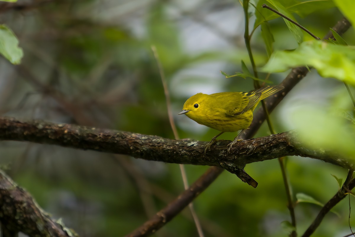 Paruline jaune - ML618536736