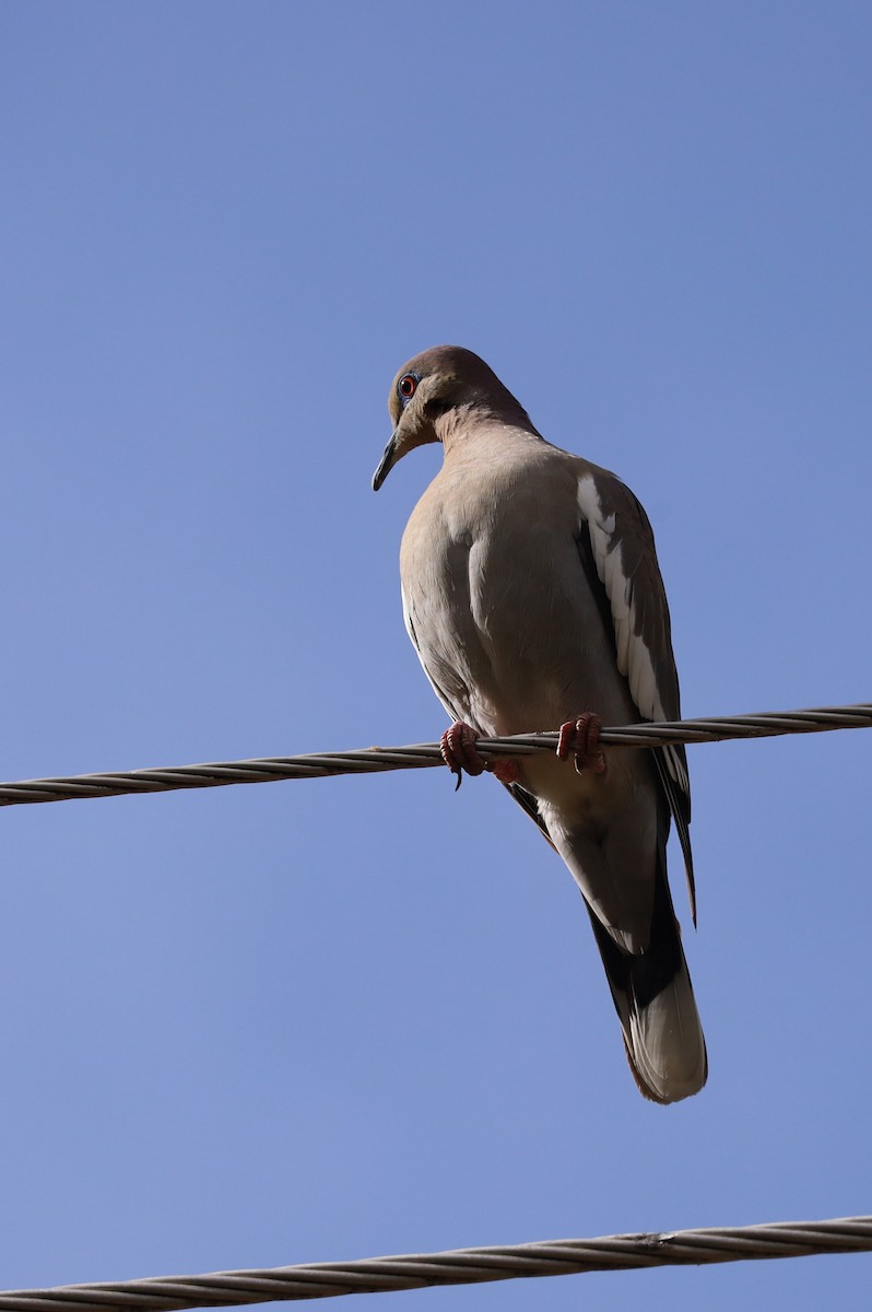 White-winged Dove - ML618536750