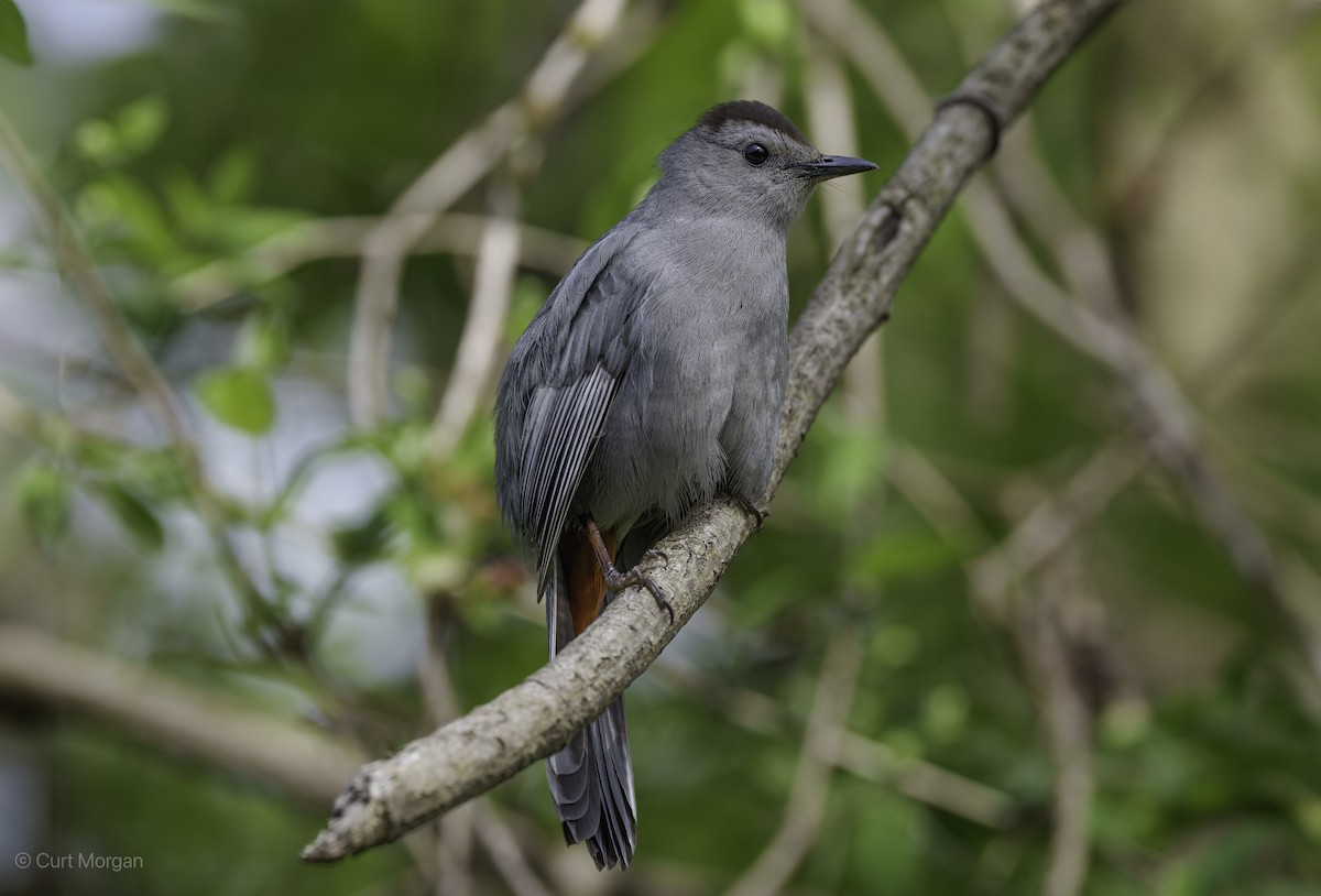 Gray Catbird - ML618536752