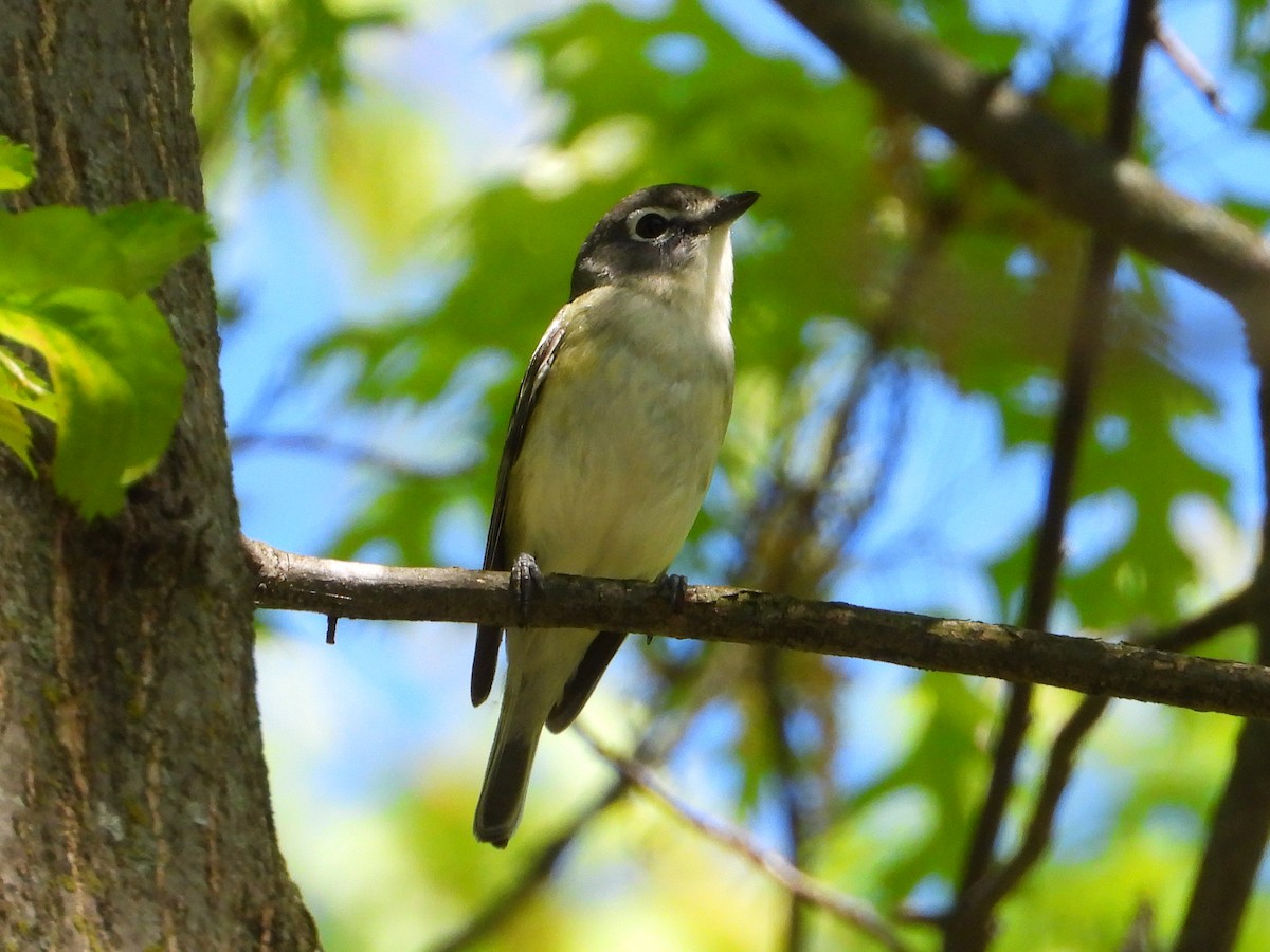 Blue-headed Vireo - ML618536765