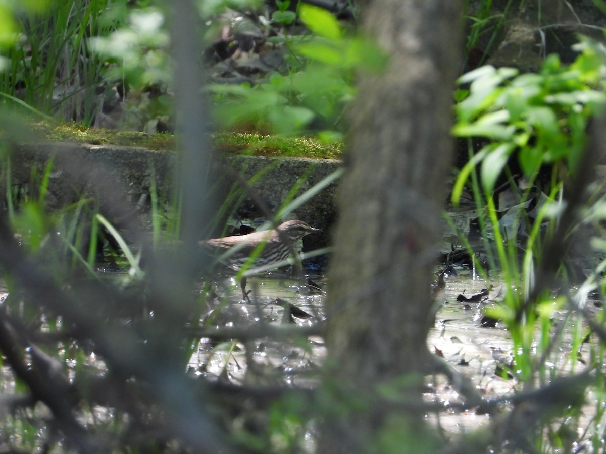 Northern Waterthrush - ML618536766