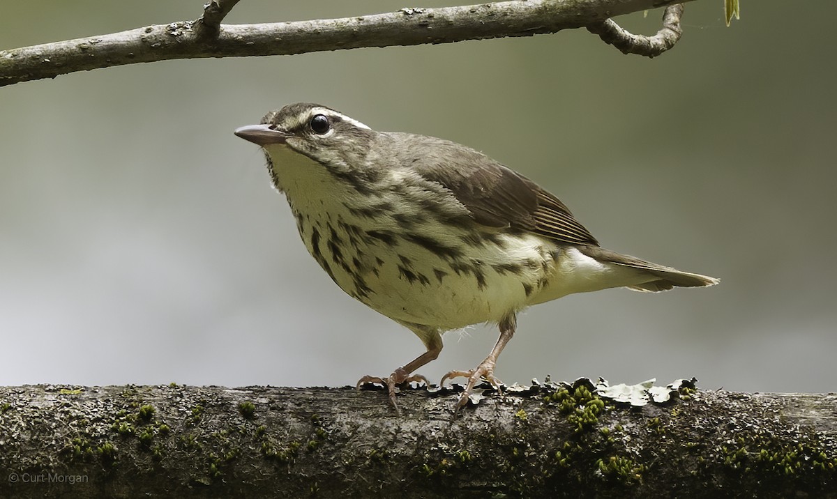 Louisiana Waterthrush - ML618536776