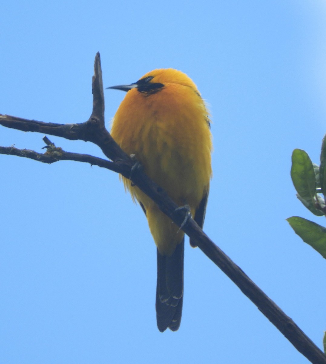 Hooded Oriole - ML618536783