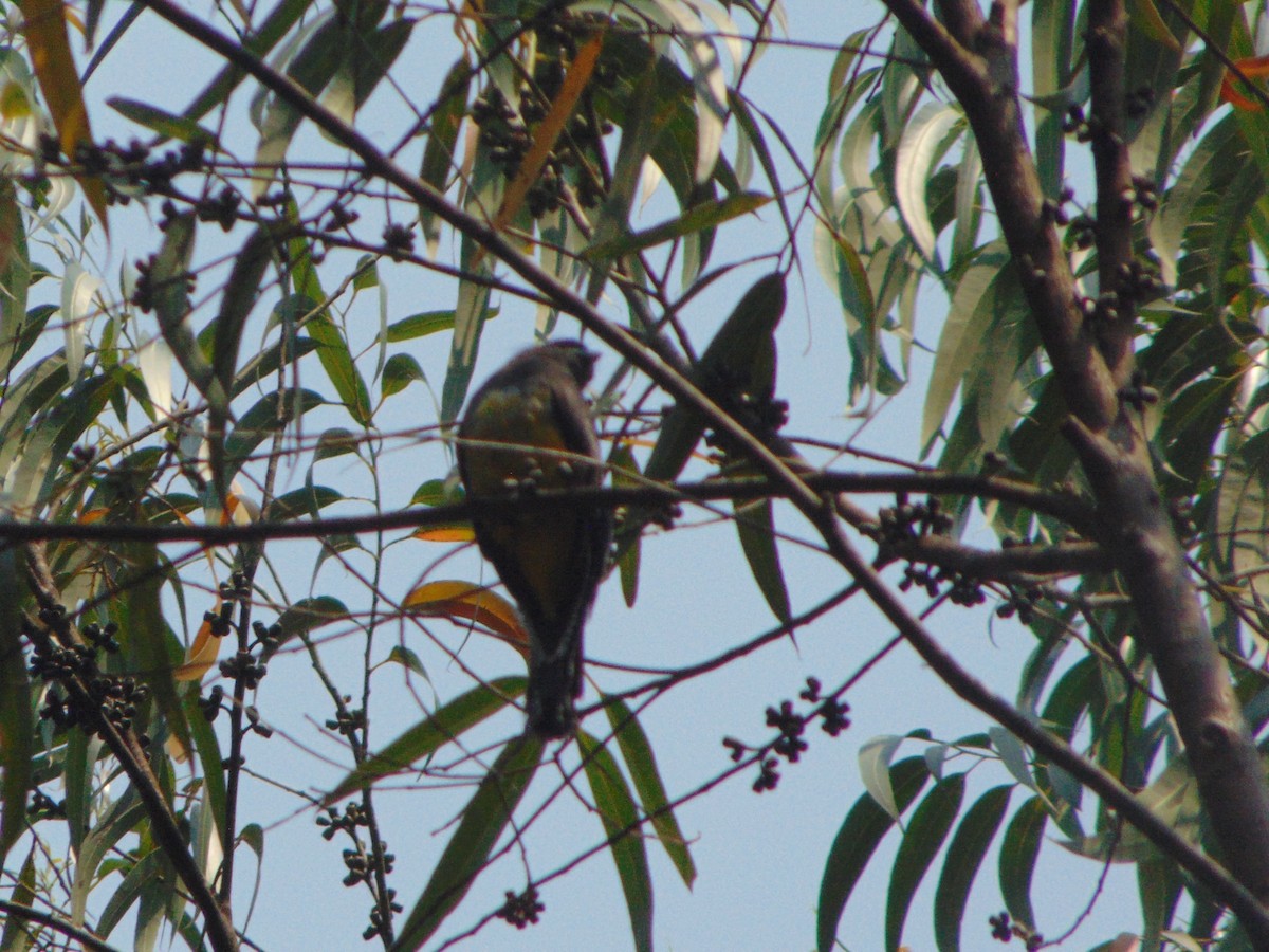 Gartered Trogon - Rafael Bonilla Mata