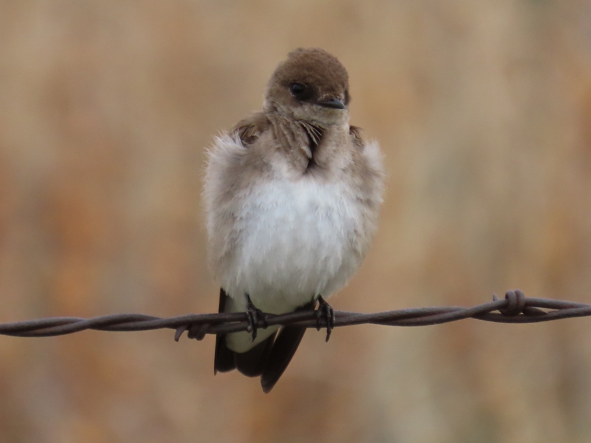 Northern Rough-winged Swallow - Kara L