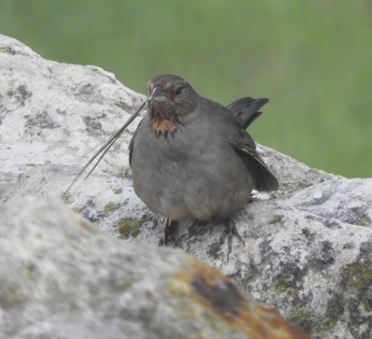 California Towhee - ML618536836