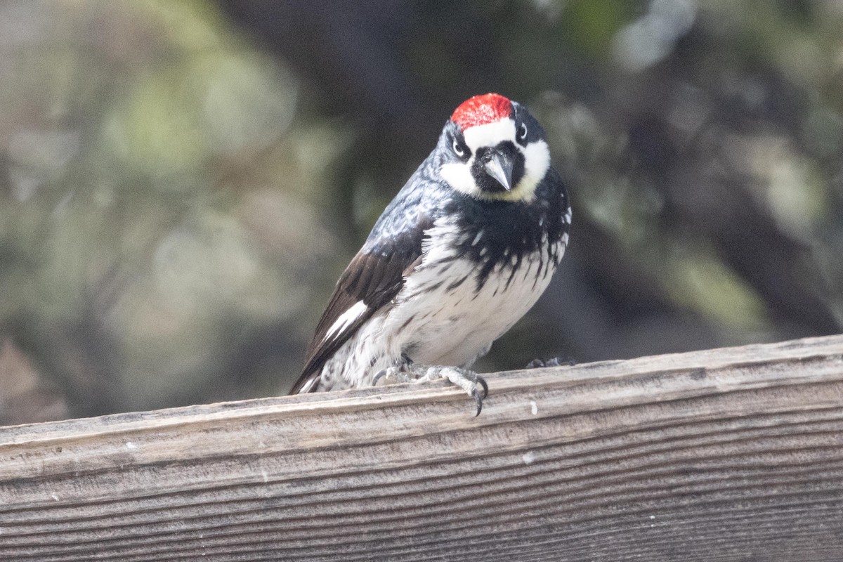 Acorn Woodpecker - dan davis