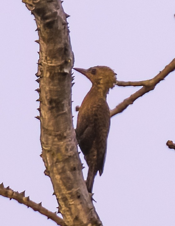 Rufous Woodpecker - David Hoar