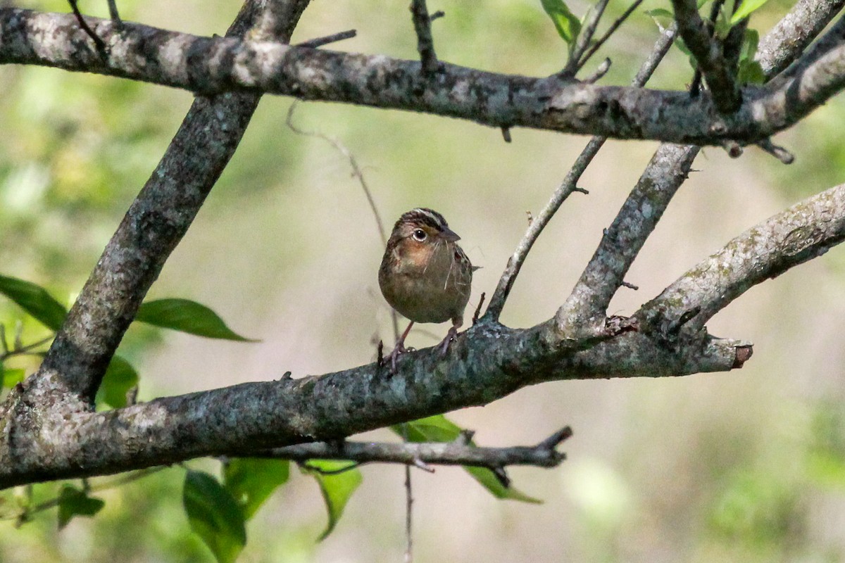 Grasshopper Sparrow - ML618536869