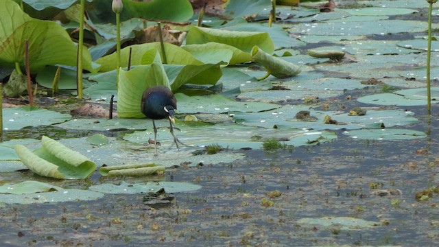 Bronze-winged Jacana - ML618536876