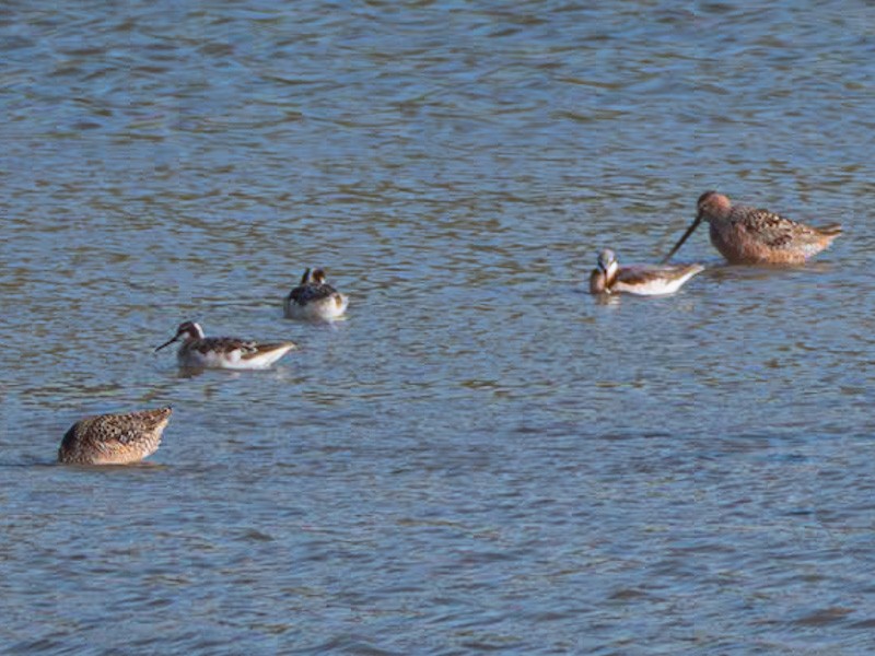 Wilson's Phalarope - ML618536883