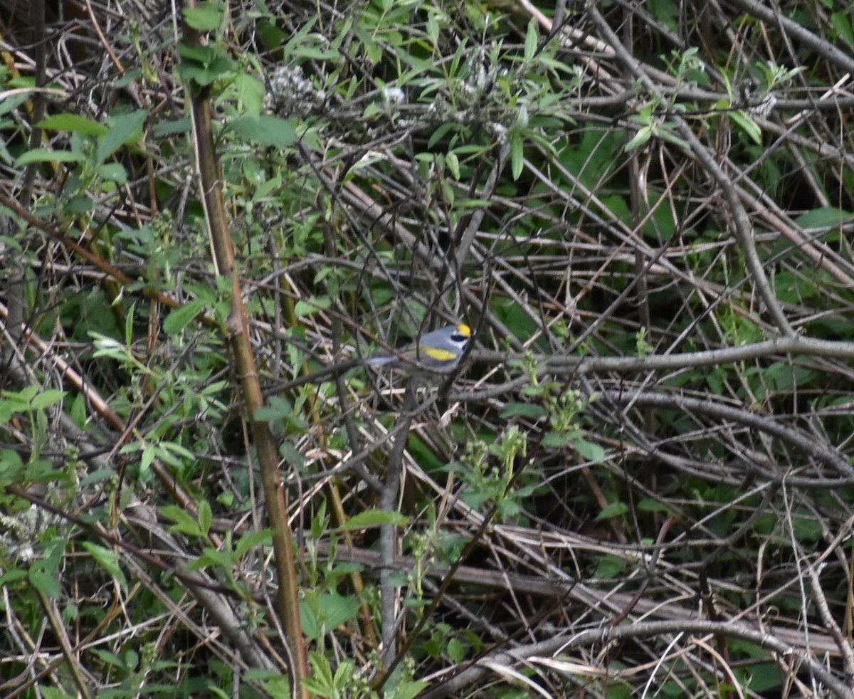 Golden-winged Warbler - Leslie MacDuffie