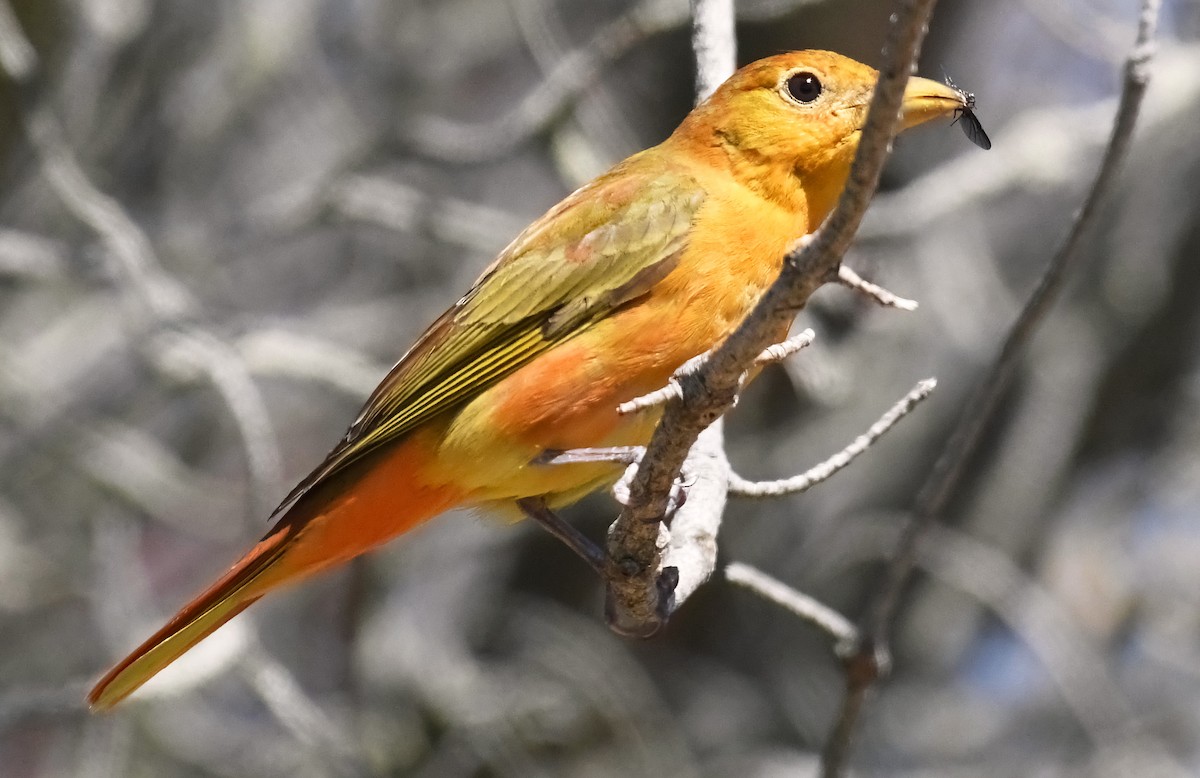 Summer Tanager - Tess  Nelkie