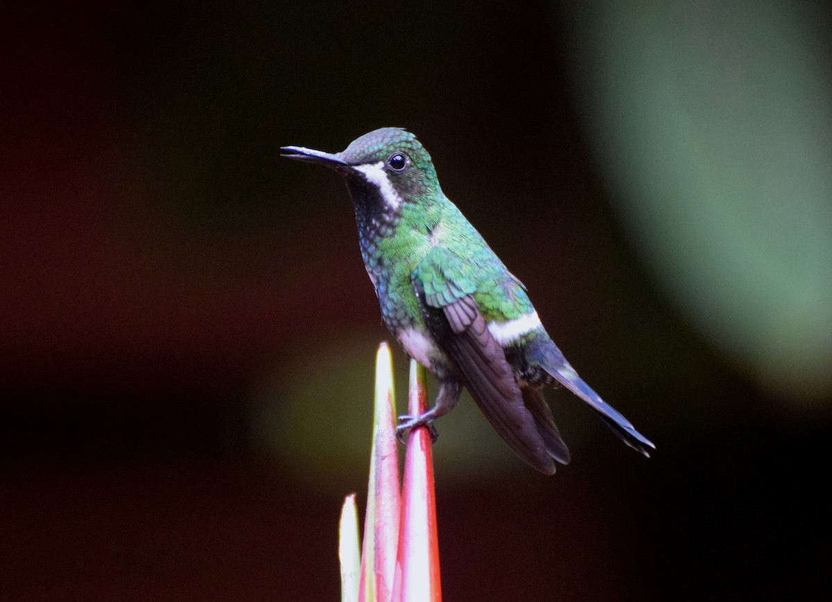 kolibřík trnoocasý - ML618536909