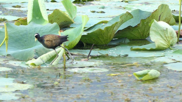 Bronze-winged Jacana - ML618536942