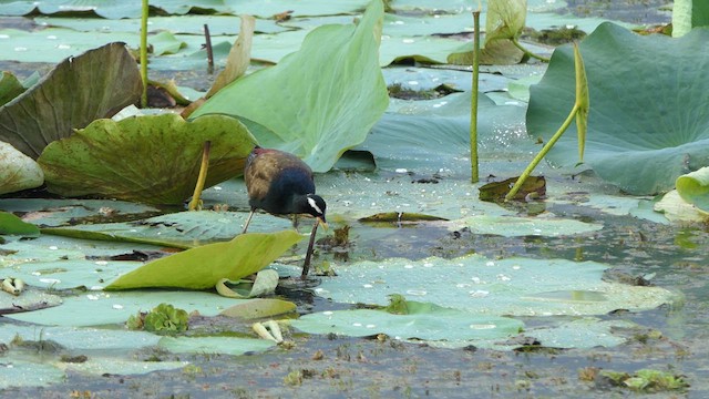 Bronze-winged Jacana - ML618536950