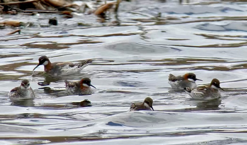 Red-necked Phalarope - Paul Hardy