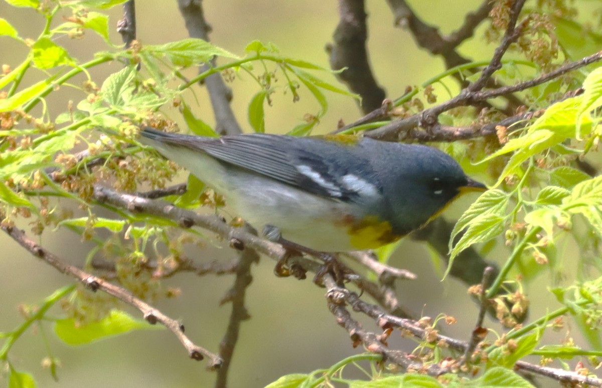 Northern Parula - Aldo Bertucci