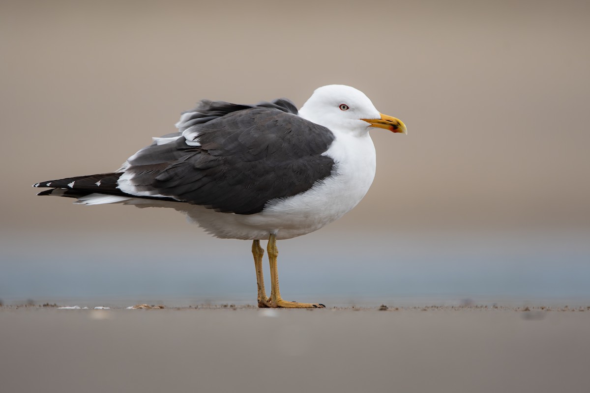 Lesser Black-backed Gull - ML618537029