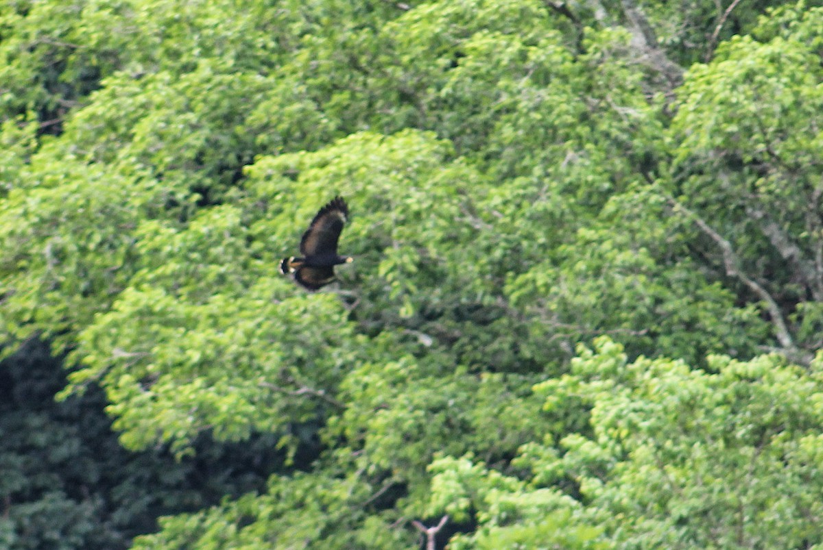 Common Black Hawk - Julio César Loyo