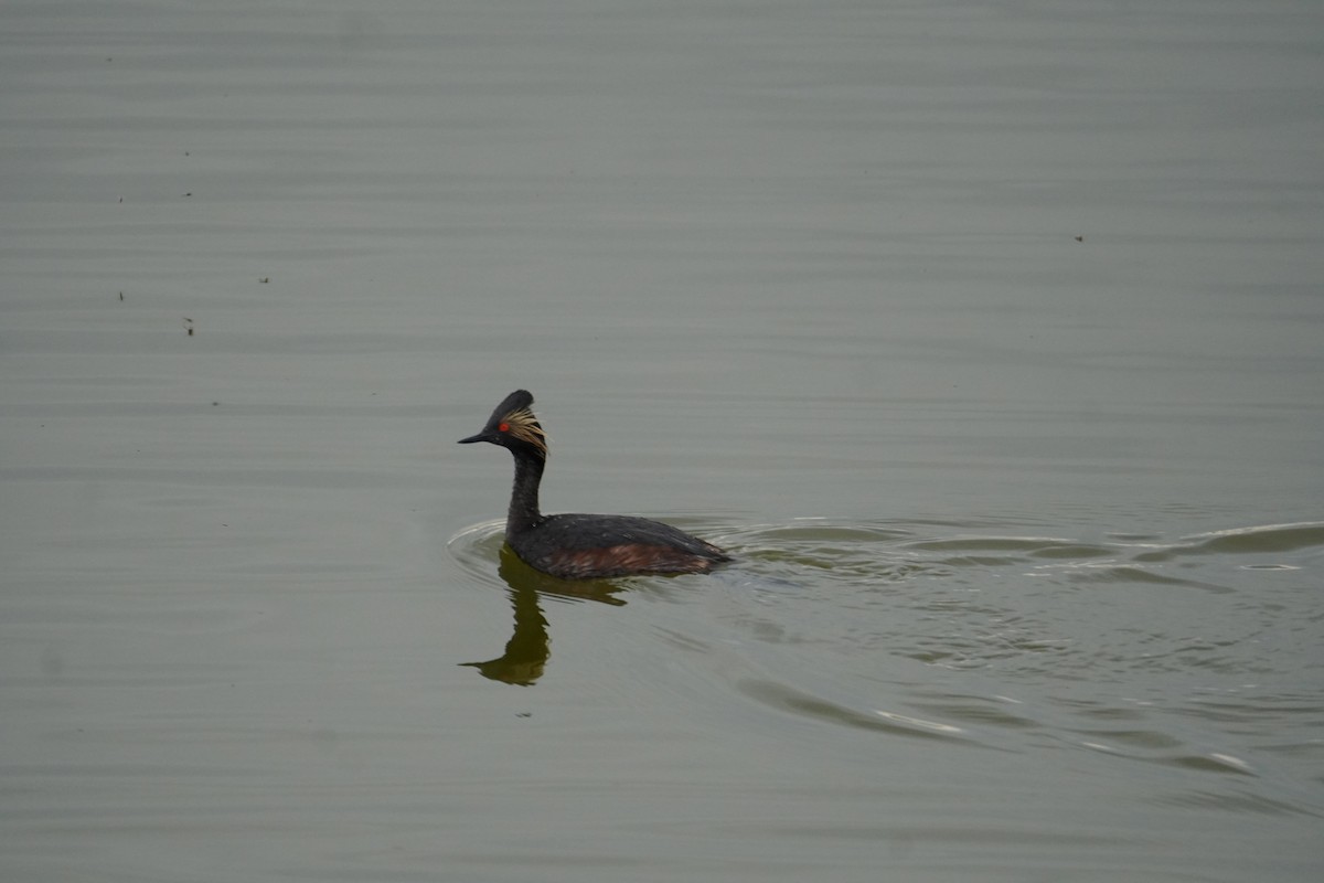 Eared Grebe - Kristy Dhaliwal