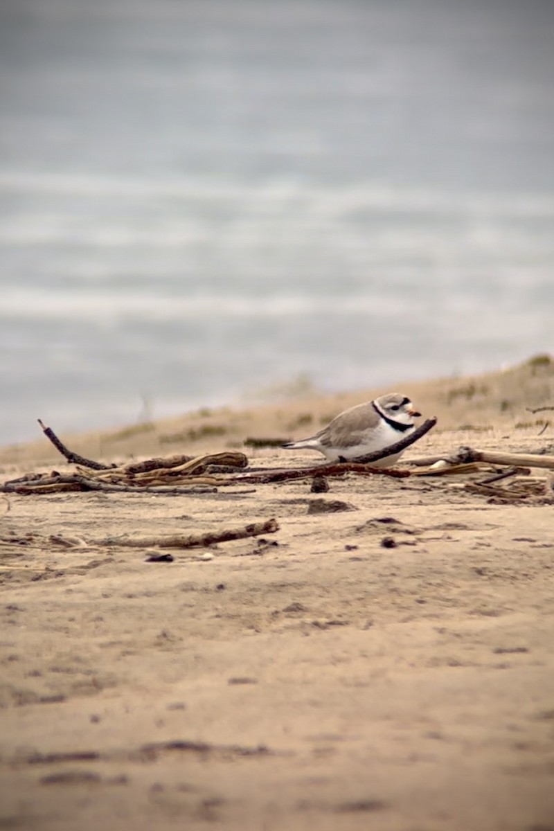 Piping Plover - Jude Szabo