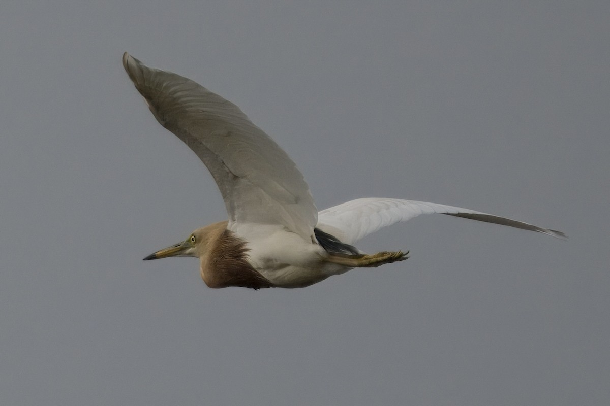 Javan Pond-Heron - ML618537093